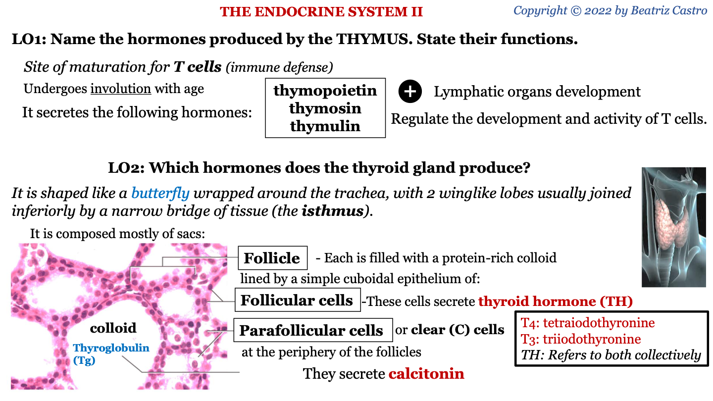 thyroid hormone (TH)