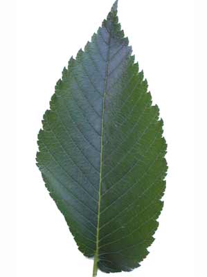 <p>American Elm</p>