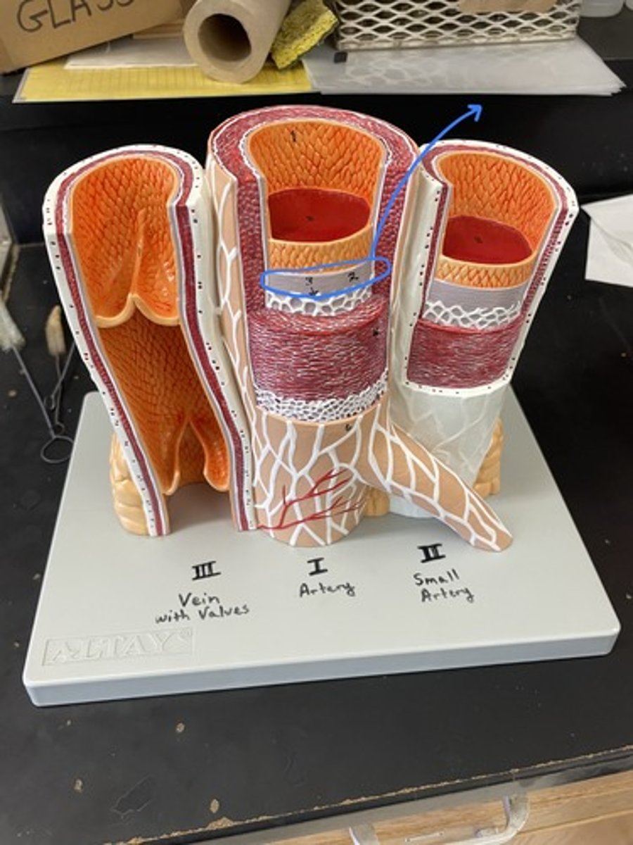 <p>thin layer of connective tissue underlying endothelium</p>