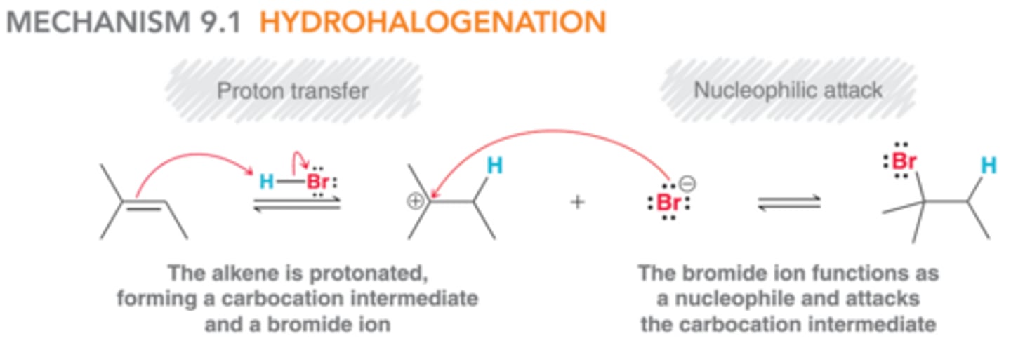 <p>The mechanism in this image accounts for the Markovnikov addition of HX to alkenes. In the first step, the pi bond of the alkene is protonated, generating a carbocation intermediate. In the second step, this intermediate is attacked by a bromide ion.</p>