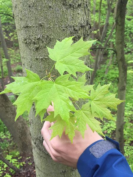 <p>Genus</p>