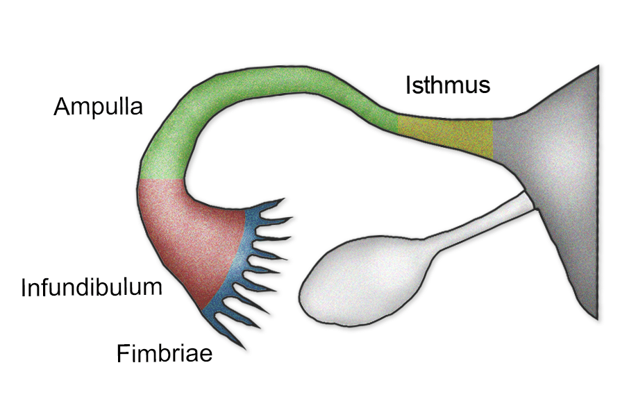 <p>finger-like projections at the end of the Fallopian tubes that catch and sweep eggs into the tubes for transport</p>