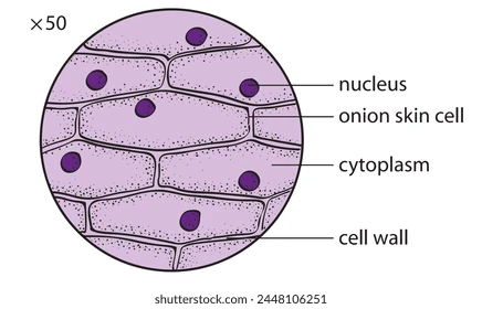 <p><span>organelles found in onion root tip cells</span></p>