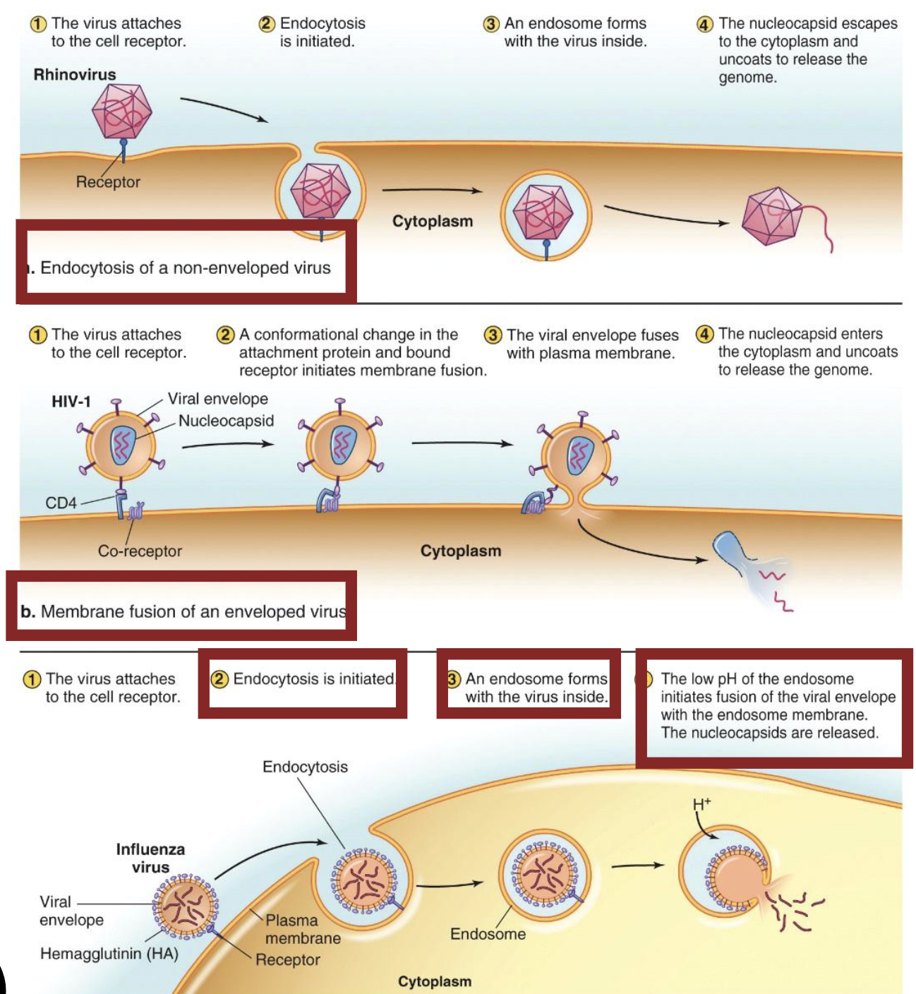 <ul><li><p><strong>Non-enveloped: </strong>Endocytosis</p></li><li><p><strong>Enveloped (HIV): </strong>Membrane fusion</p></li><li><p><strong>Enveloped (Influenza A):</strong> Endocytosis → Fusion (envelop and vesicle membrane)</p></li></ul><p></p>