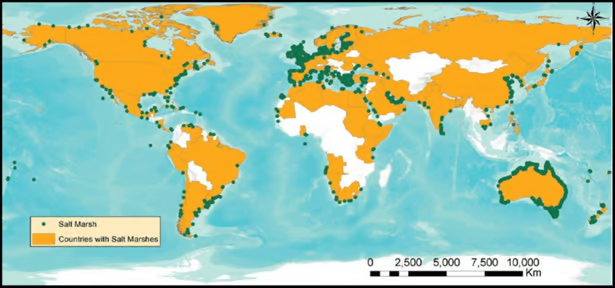 <ul><li><p>Found all over the world, not temperature dependent</p></li><li><p>An ecosystem of intertidal zone, like mangroves</p></li><li><p>Typically flat, with numerous channels running through them</p></li><li><p>They form in:</p><ul><li><p>Well-sheltered coastal areas, such as inlets/estuaries </p></li><li><p>Areas behind spits and artificial seas defences</p></li><li><p>Brackish water (partly salty, partly fresh)</p></li></ul></li></ul>