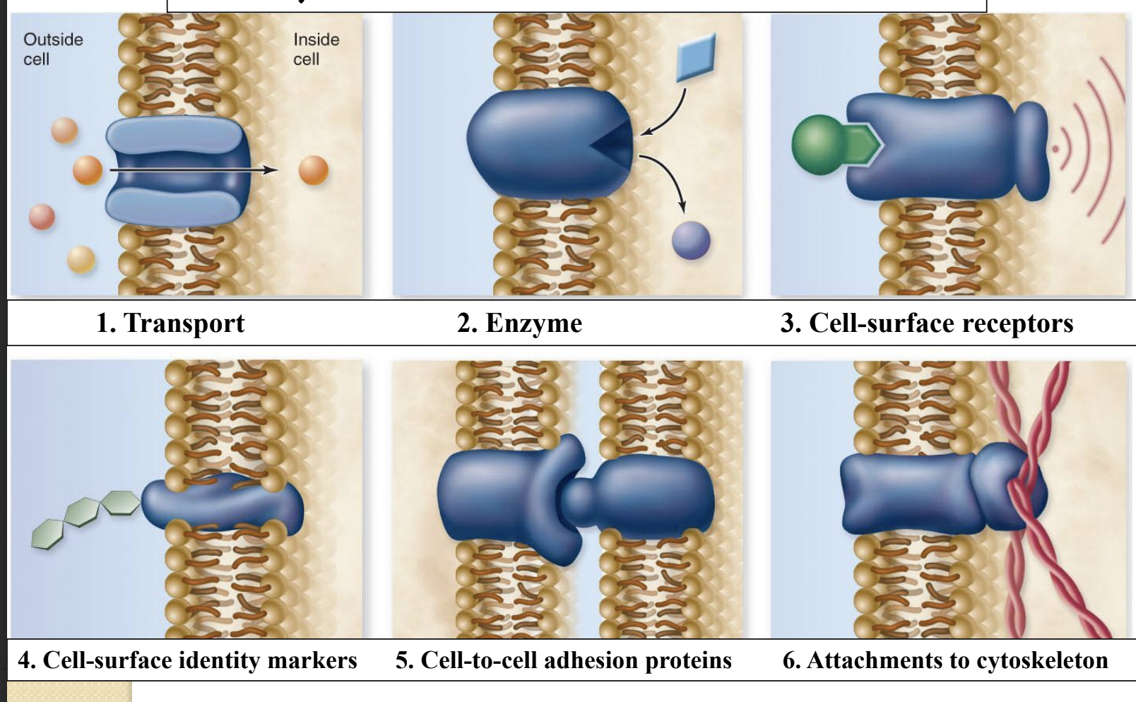 <ol><li><p>Transport</p></li><li><p>Enzyme</p></li><li><p>Cell-surface receptors</p></li><li><p>Cell-surface identity markers</p></li><li><p>Cell-to-cell adhesion proteins</p></li><li><p>Attachments to cytoskeleton</p></li></ol><p></p>