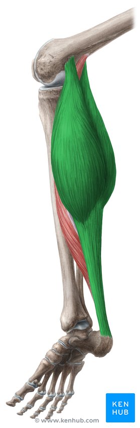 <p>Large calf muscle; plantarflexes the foot and flexes the knee; easily palpable during plantarflexion.</p>