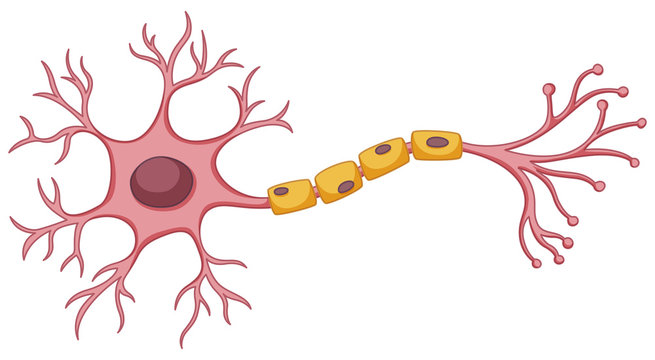 <p>White fatty tissue covering that wraps around the axons of some neurons </p>