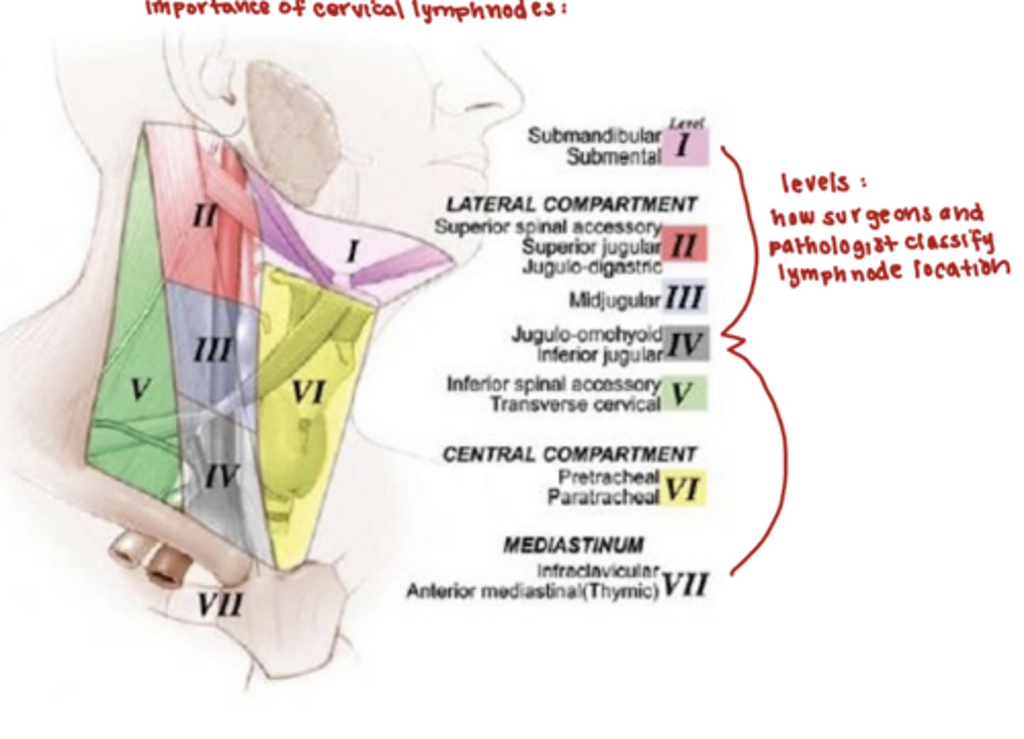 <p>the hyoid bone and cricoid cartilage are the boundaries</p>
