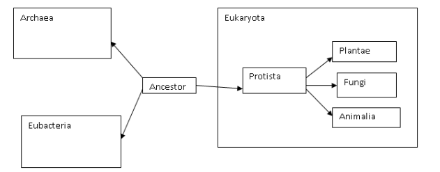 <p></p><p>Archaea</p><p>Eubacteria</p><p>Protists</p><p>Plants</p><p>Fungi</p><p>Animals</p>