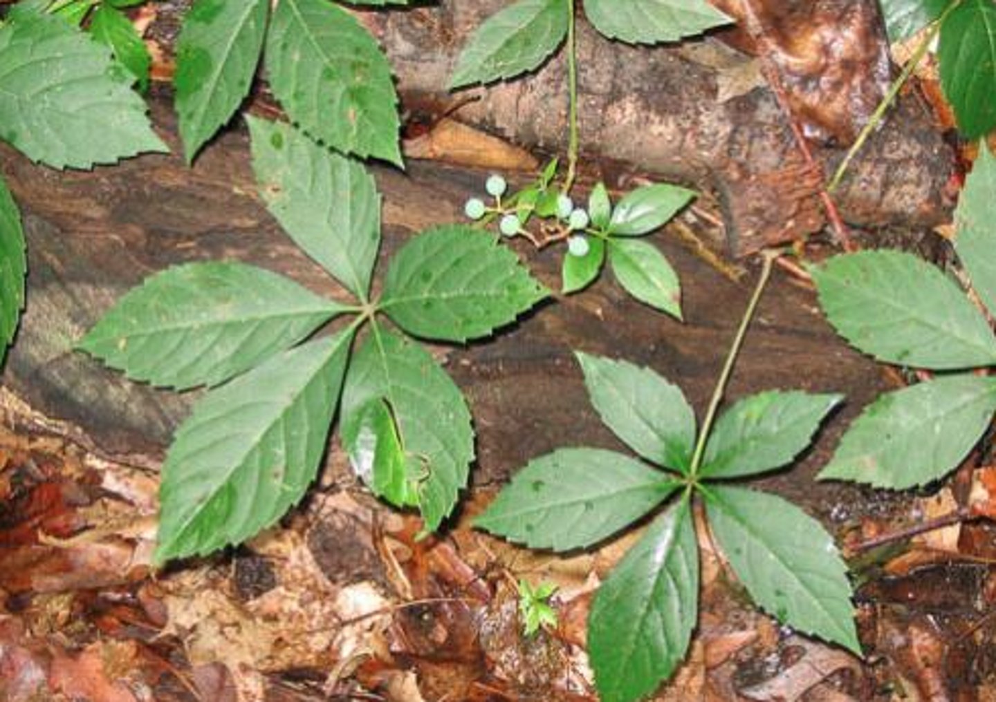 <ul><li><p>Type: Palmately Compound</p></li><li><p>Arrangement: Alternate</p></li><li><p>Venation: Pinnate- Arcurate</p></li></ul><p></p>