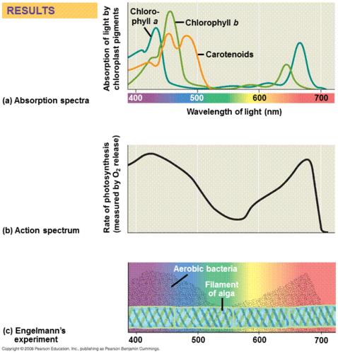 absorb light energy. diff pigments absorb diff wavelengths of light.
types: chlorophylls (a&b), carotenoids (carotene), xanthophyll.
primary pigments: 2 types of chlorophyll a with slightly diff absorption peaks.
accessory pigments: includes other forms of chlorophyll a, chlorophyll b, carotenoids & xanthophyll