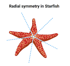 <p>radial symmetry </p>