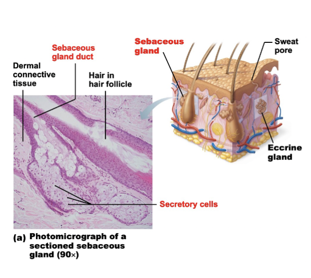 <p>Oil glands (sebaceous glands)</p><ul><li><p>Occurs everywhere around the body except palm and soles</p></li><li><p>Secretes <strong>sebum</strong> (oily substance)</p></li></ul><p></p><p>Functions of sebum</p><ul><li><p>Collects dirt</p></li><li><p>Helps slow water loss across skin</p></li><li><p>Helps kill bacteria</p></li></ul><p></p>