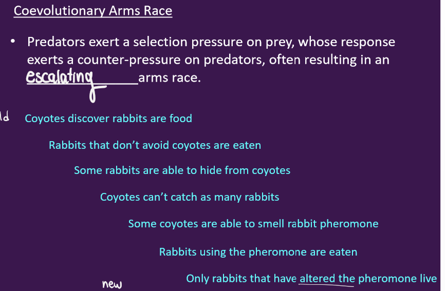 <p>2 criteria tells us this</p><ol><li><p>escalation -coevolving species in an arms race continually develop adaptations and counter adaptations against each other </p></li><li><p>local co-adaptation - co-adaptations become increasingly powerful (weapons) yet species are not any better off/adapted</p><p>Results in geographic mosaic pattern where both species have roughly matched abilities across their shared range - where species dont overlap there is no escalation </p></li></ol><p>Example of arms race - antlion sit and wait for ant arrival - ants tha tlive in viscinity of antloins posess ability to rescue nestmates from antlion home and learn from their own experiences </p><ul><li><p>Escilation in this example — antlion firther associates vibrations when rescuer has arrived - ands capable of forming generalizable memeory of home/pit when they or nest mate are trapped to avoid future encounters</p></li><li><p>Local coadaptation in this example - many ant species have the potential to perform rescue behaviour but those tha tlive in same ecological niche as antlions are capable of performing highly integrated precise rescue behaviour patterns </p></li></ul><p></p>
