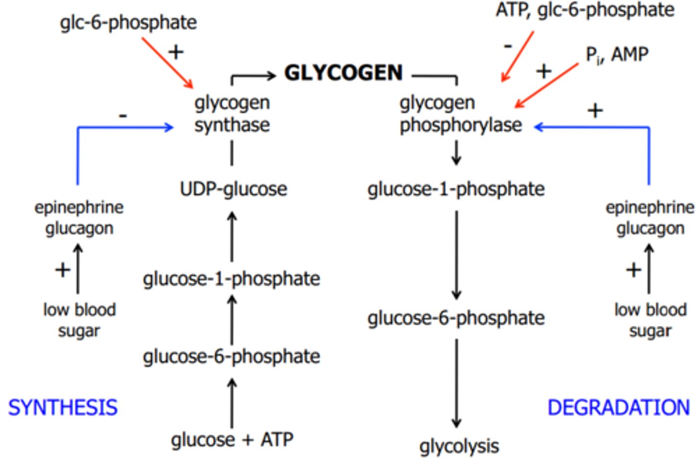 <p>Glucose added to primer or to non-reducing end of a glycogen molecule branching enzyme</p>