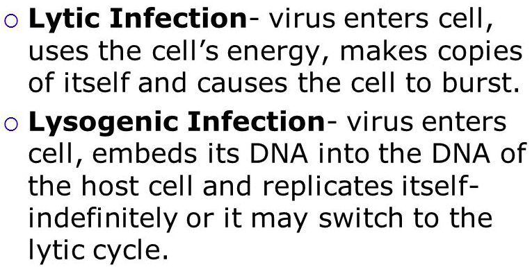 <p>lytic - viruses enter cells and use the cell to make copies of themselves often destroying the cell in the process </p>