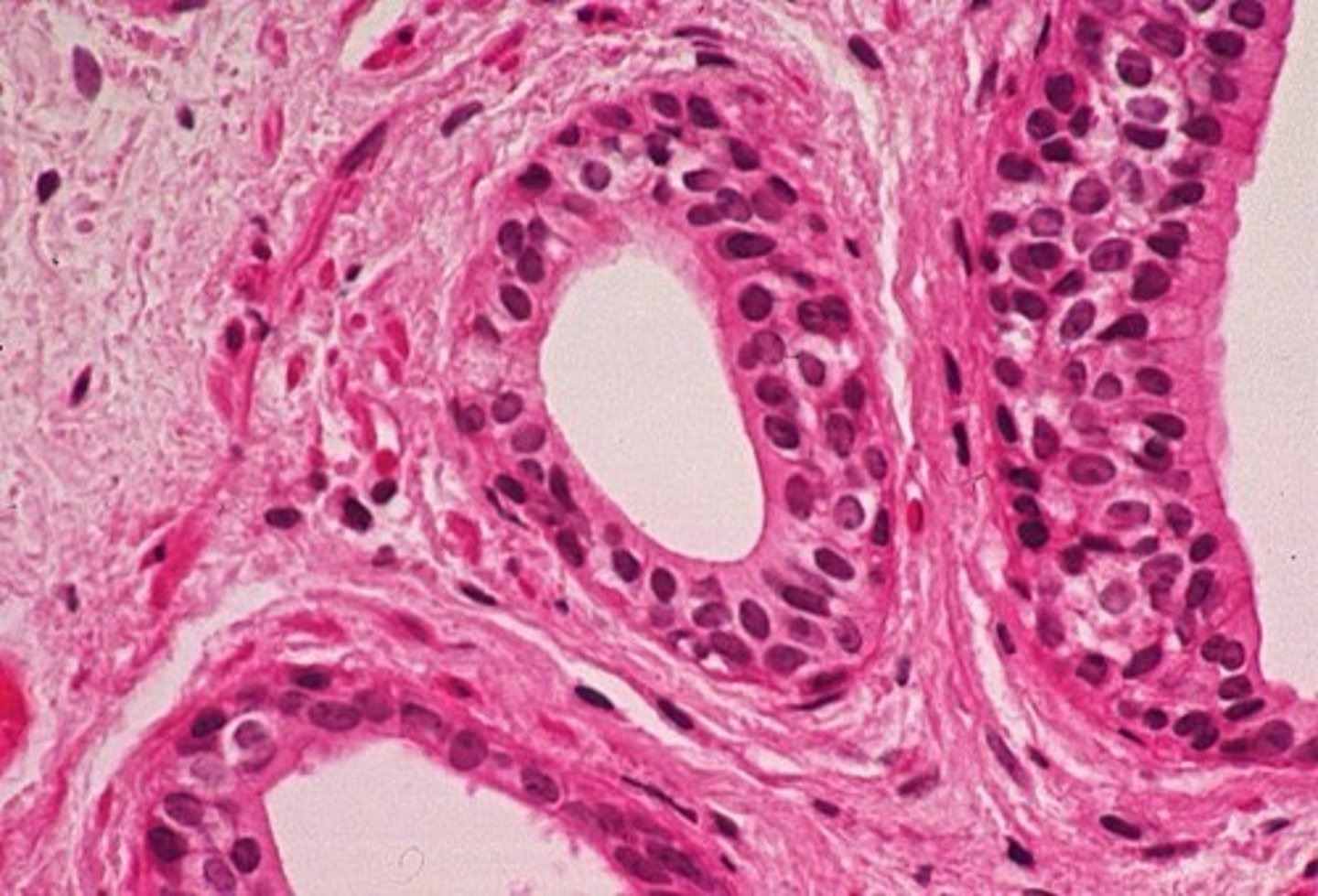 <p>two or more layers of cube shaped cells</p><p>- protection</p><p>- located largest ducts of sweat glands, mammary glands, and salivary glands</p>