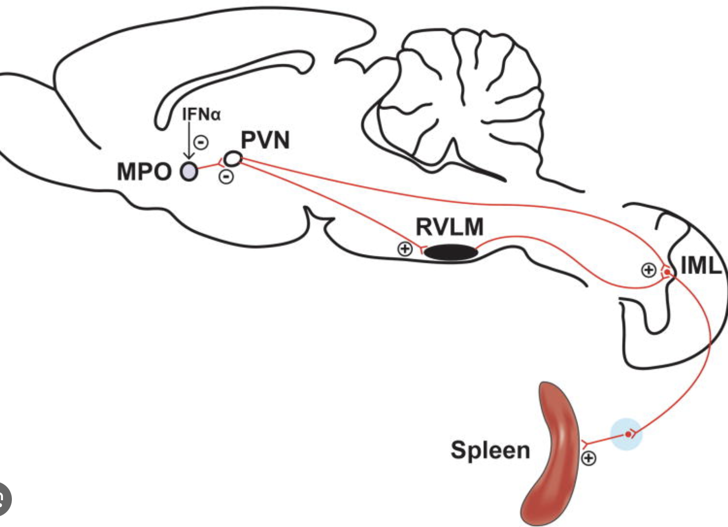 <p>PVN, which is involved in the regulation of the autonomic function including the SNS.</p>