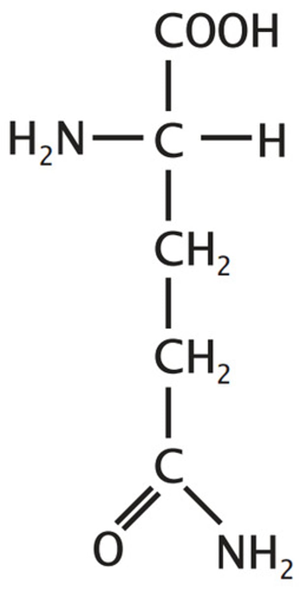 <p>Polar, Uncharged, can cross-link with Lys via isopeptide bond</p>