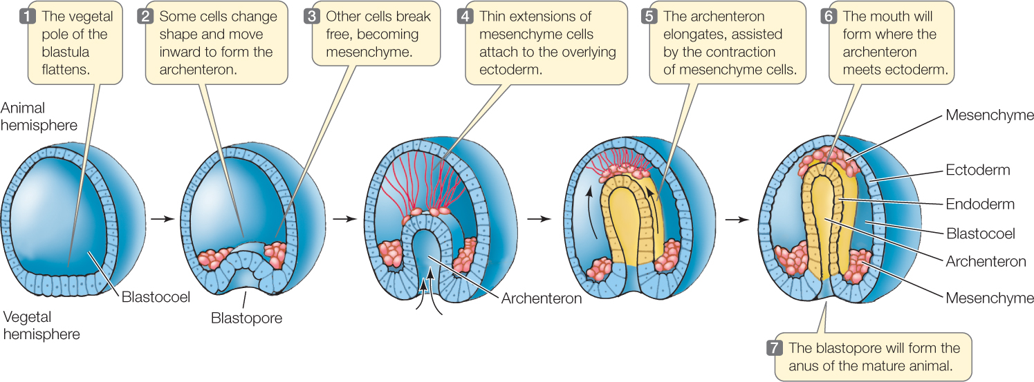 <ol><li><p><strong>Amphioxus</strong></p></li></ol><ul><li><p>Gastrulation occurs through ________</p><ul><li><p>The blastula invaginates to form a tube-like structure called the gastrula.</p></li><li><p>The invagination results in the formation of the _______, which is the primitive ___.</p></li><li><p>The ____, which is the opening of the archenteron, later develops into the __.</p></li></ul></li></ul>