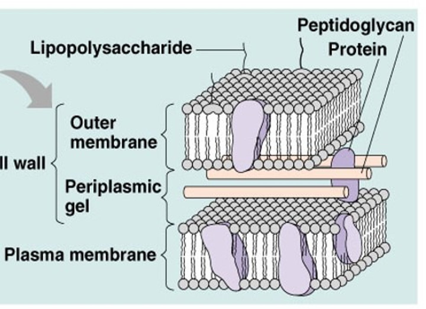 <p>Found in the outer membranes of gram-negative bacteria</p><p>Containing lipid and polysaccharide parts</p><p>Can be known as endotoxins</p><p>Lipopolysaccharides (LPS), also known as endotoxins, are <mark>large, toxic molecules found in the outer membrane of Gram-negative bacteria</mark> (such as E. coli and <em>Salmonella</em>). They act as a protective barrier for the bacteria but are potent triggers of the mammalian immune system</p>