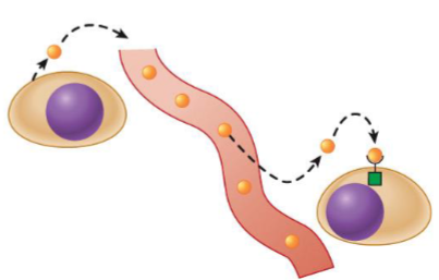 <ul><li><p>reach target cells through bloodstream</p></li><li><p>also called hormone; act on target cells located at distant sites in body</p></li></ul><p></p>