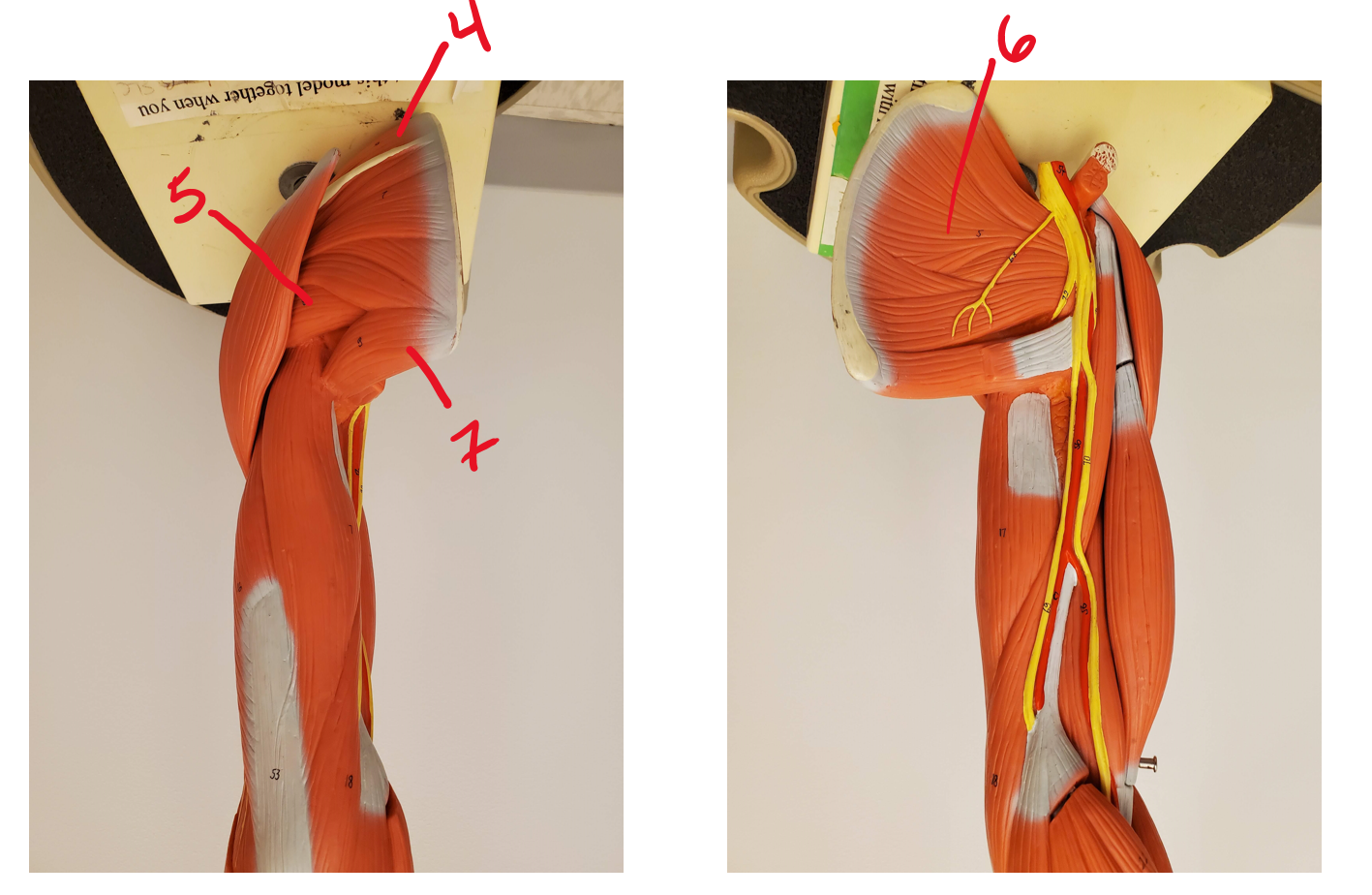 Posterior muscles of neck, shoulder, thorax #4