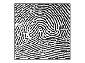 <p><span>Accidental whorls contain two or more patterns (not including the plain arch), or does not clearly fall under any of the other categories.</span></p>