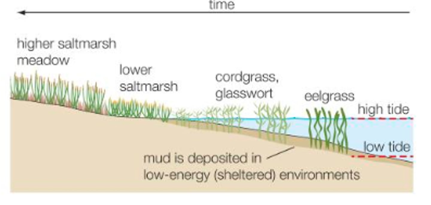 <p>- sheltered river estuaries or zones in the lee of spits are areas where there are extensive accumulations of silt and mud - aided by flocculation and gentle tides<br><br>- inter-tidal areas are colonised by vegetation + halosere may develop over time (salt marsh)<br><br>- initial plants of the halosere (Eelgrass + Spartina + Sea Lavender) - tolerant of salt and regular inundation @ high tide</p>