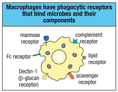 <ul><li><p><strong>Immunité innée</strong> → rapide et moins spécifique car on a des PRR qui vont permettre de mettre en place une reponse qui peut etre restreinte avec possibilité de mise en place de mémoire au niveau des macrophages et des monocytes</p></li><li><p><strong>Immunité adaptative</strong> → recombinaison des récepteurs qui va induire une spécificité accrue et une memoire car quand on a une réponse on a notion de multiplication clonale et donc on aura pas besoin d’une deuxième proliferation suite à reconnaissance de l’Ag</p></li></ul><p>Toutes les cellules nucléés peuvent induire une réponse inflammatoire comme par exemple une réponse contre un agent viral avec production d’INF de type I</p><p>Oui, les macrophages exprimes une multitude de PRR </p>