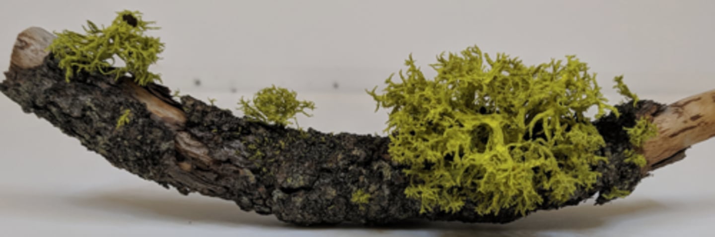 <p>Lichen</p>