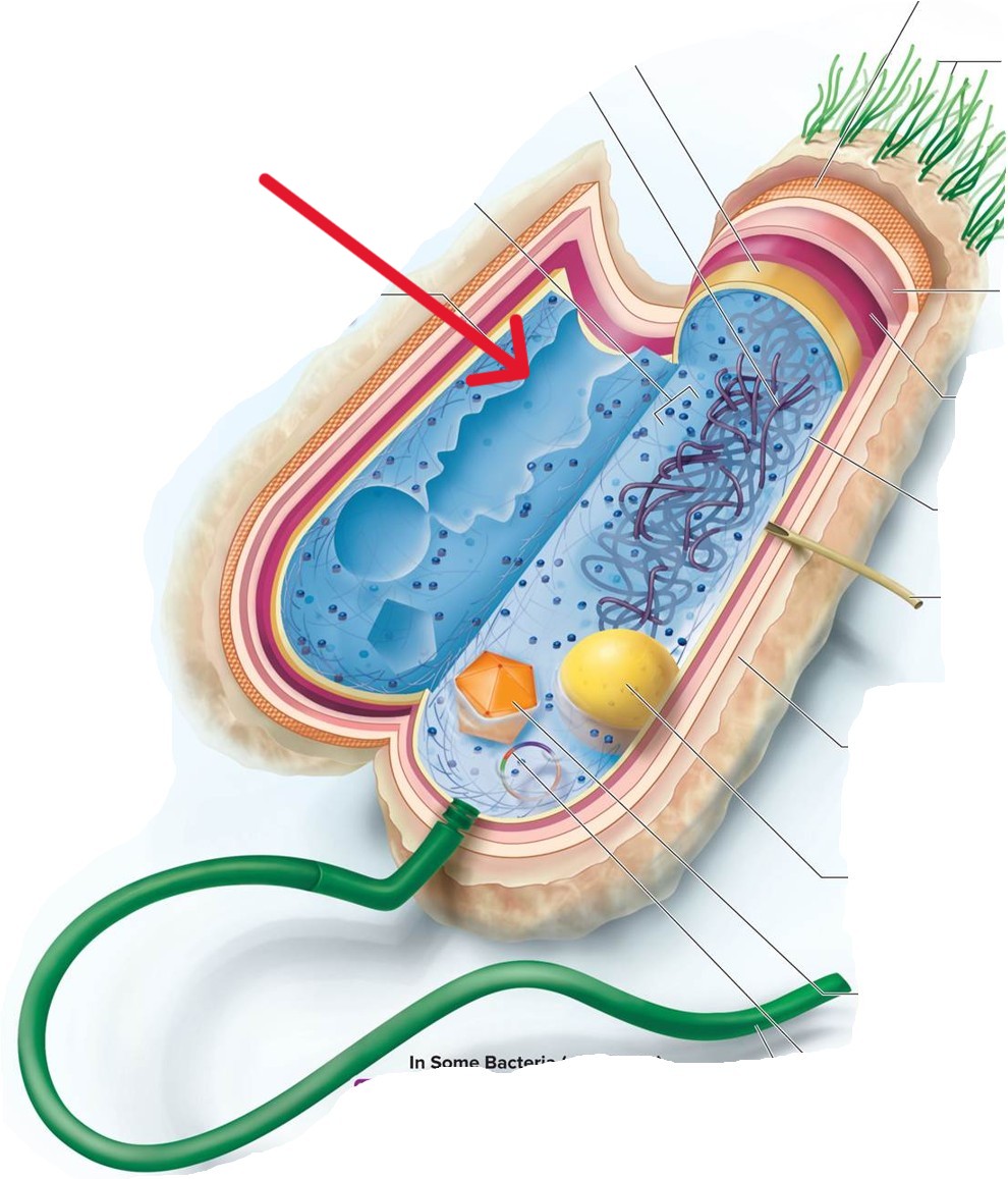 <p>Which structure of a Bacterial:</p><ul><li><p>Water-based solution filling the entire cell</p></li></ul><p></p>