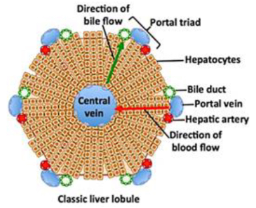 <p>PHOTO <span>What does the hepatic lobule diagram show?</span></p>