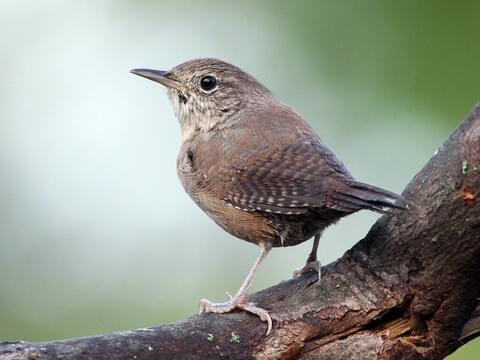 <p>What bird is this?</p>