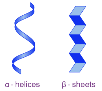 <p>Can <strong>coil</strong> into <strong>alpha</strong> (<strong>α</strong>) <strong>helix</strong></p><p>or <strong>fold </strong>into <strong>beta </strong>(<span><strong>β</strong></span>) <strong>pleated sheet</strong></p>