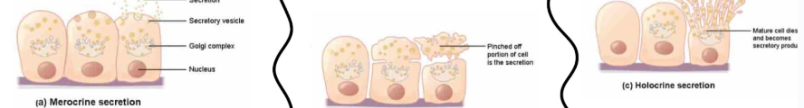 <ul><li><p><strong>merocrine secretion</strong>: uses exocytosis to discharge secretory vesicles at apical surface of gland cell</p></li><li><p><strong>apocrine secretion</strong>: </p><ul><li><p>apical (top) end breaks off, shedding cytoplasm and secretion </p></li><li><p>cell survives and regrow</p></li></ul></li></ul><ul><li><p><strong>holocrine secretion:</strong></p><ul><li><p> superficial gland cell bursts and leaks stuff</p></li><li><p>cell dies</p></li><li><p>replaced via stem cells</p></li></ul></li></ul><p></p>