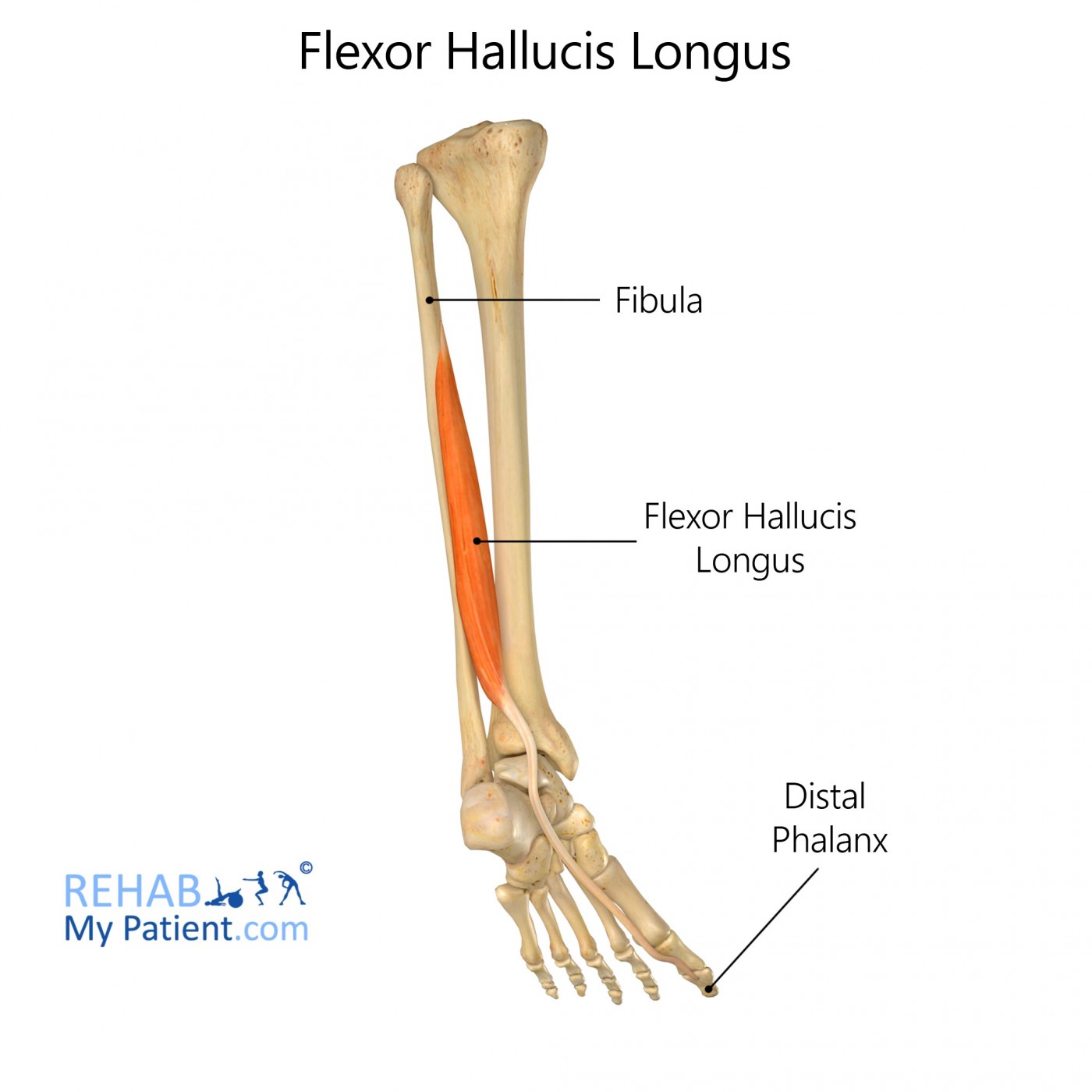 <p>A muscle that flexes the big toe and plantar flexes and inverts the foot, found on the lateral side of the posterior leg.</p>