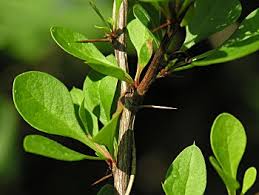 <p>Leaf shape?</p>