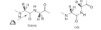 <p>the spatial arrangement of atoms around the peptide bond, which can be cis or trans </p>