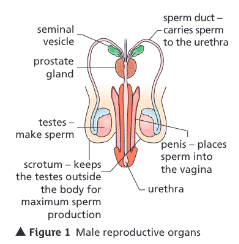 <p>Testes</p>