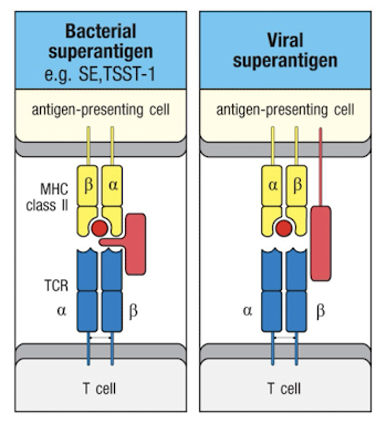 <p>can activate t cells irrespective of TCR:pMHC specificity</p><ul><li><p>binding of super antigens causes a massive cytokine release by t-cells</p></li></ul><p></p>