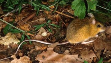 <p>Napaeozapus insignus</p>