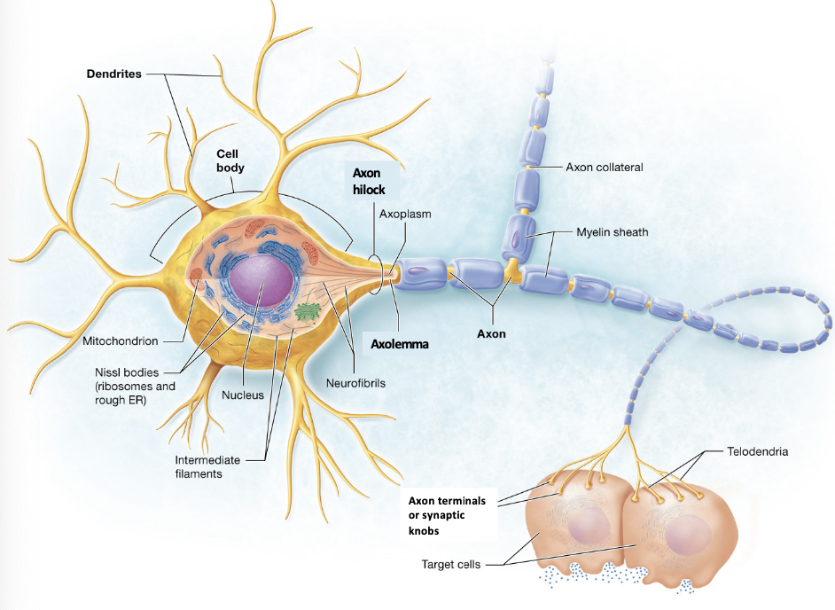 <p><span>Voltage gated channels are in the axons and axon terminals of neurons</span></p>