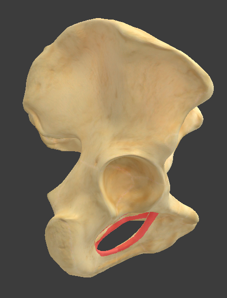 <p>What structure is highlighted in red?</p>