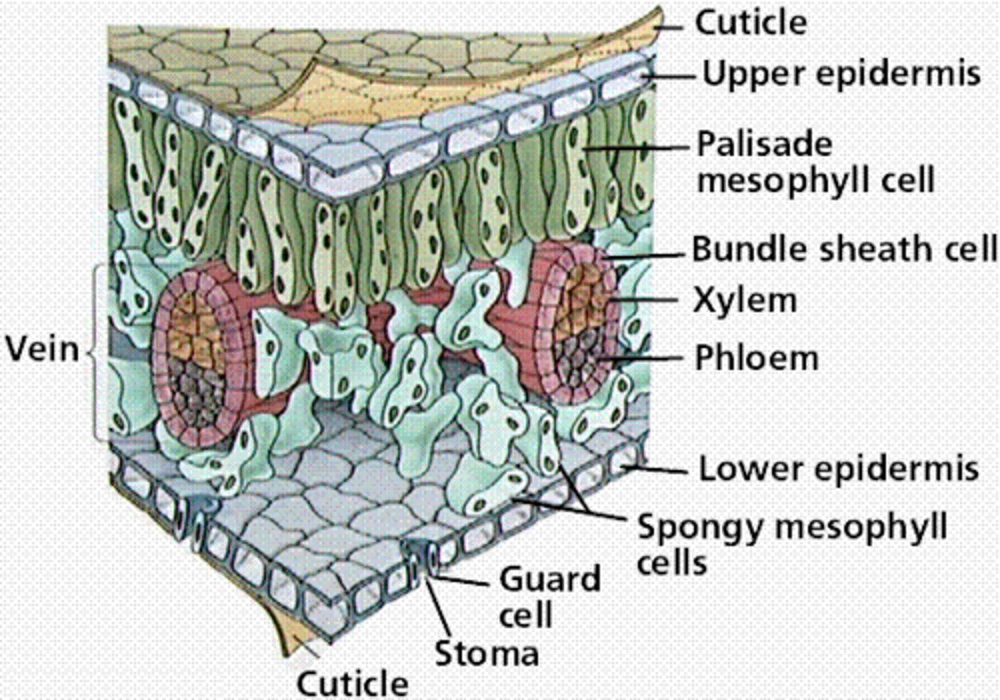 <p>outermost layer of flattened cells that covers and protects all parts of the plant</p>