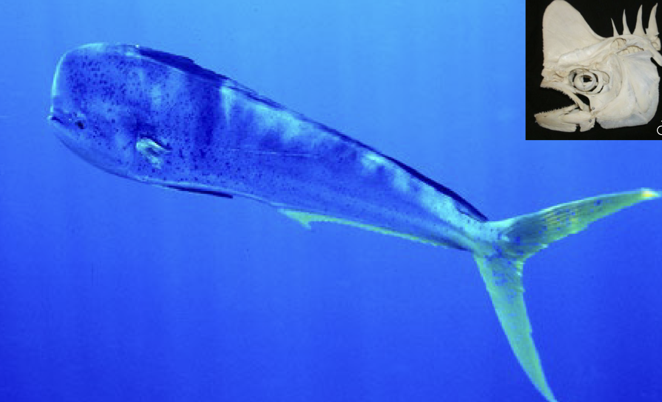 <p>Family Coryphaenidae</p>