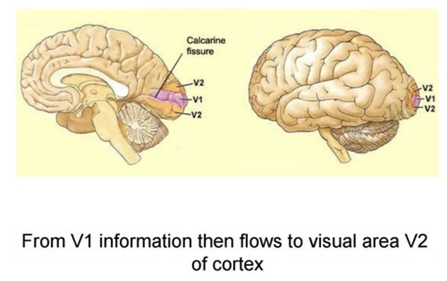 <p>Neurons in V2 have similar response properties to V1 but with more complexity and closer to visual perception.</p><p>Along with lines, also respond to visual illusions.</p><p>First point of different for dorsal and ventral streams</p>