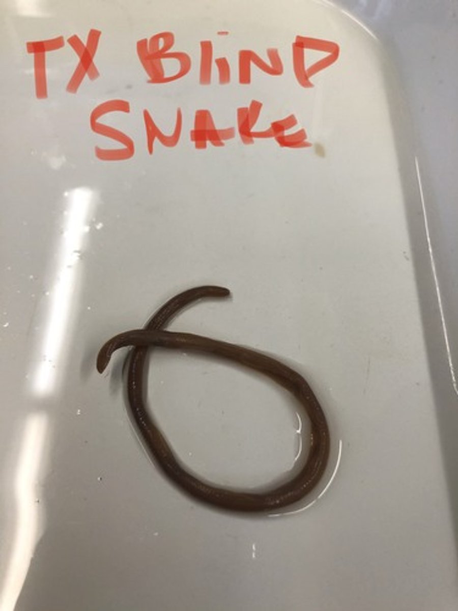 <p>Texas Blind Snake</p>