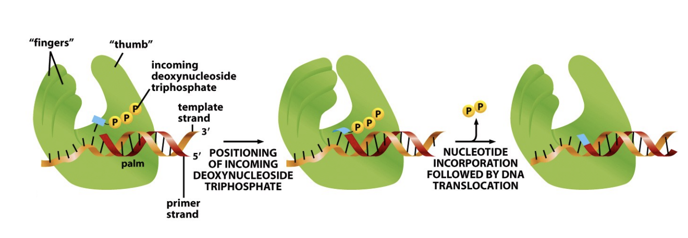 <ol><li><p>Open lose grip hand</p></li><li><p>with incoming deoxynucleoside triphosphate nearby</p></li><li><p>closed fist</p></li><li><p>positions the triphosphate</p></li><li><p>nucleotide incorporated</p></li><li><p>open again</p></li><li><p>phosphates leave</p></li></ol><p><em>perhaps need to look at how detailed the text book is of this process for more info!</em></p>